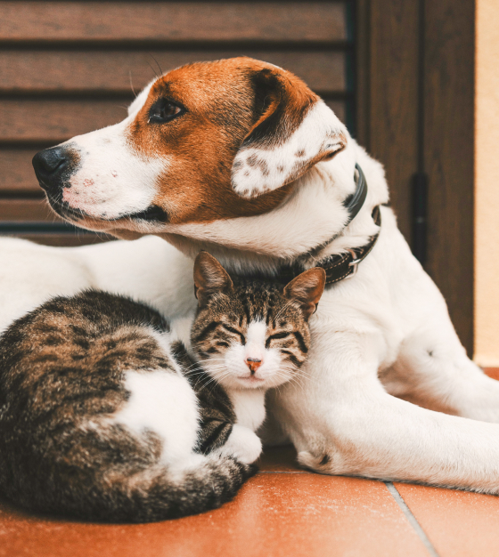 犬と猫の写真